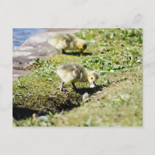 Cute Canada Gosling Postcard