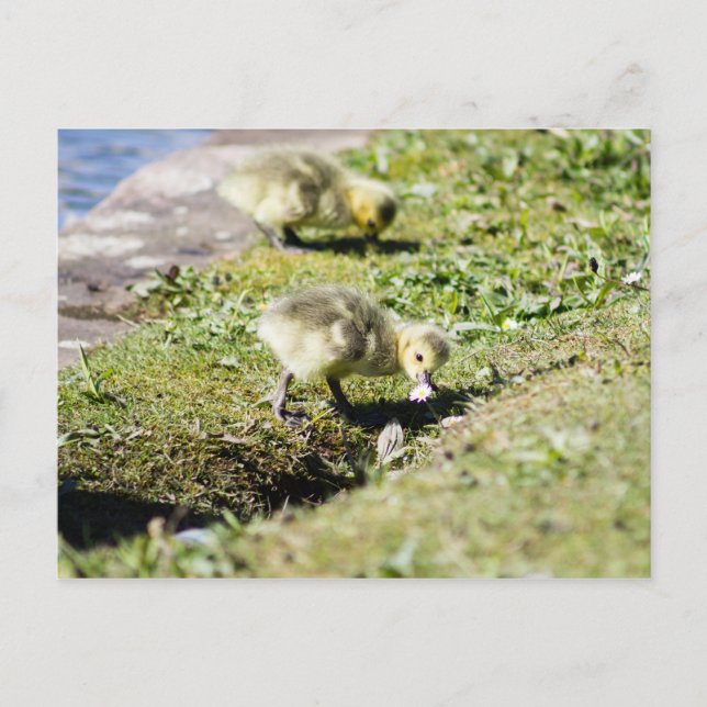 Cute Canada Gosling Postcard (Front)