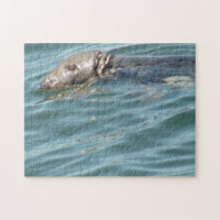 Cute Cape Cod Seal Photography