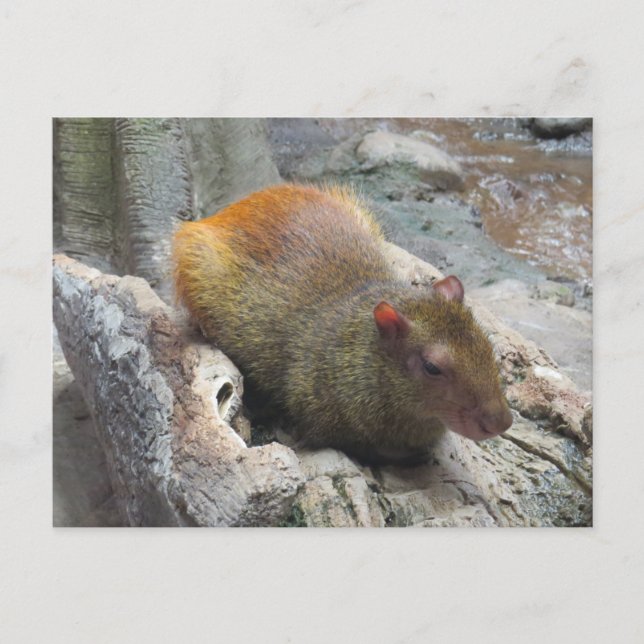 Cute Capybara Animal Postcard (Front)