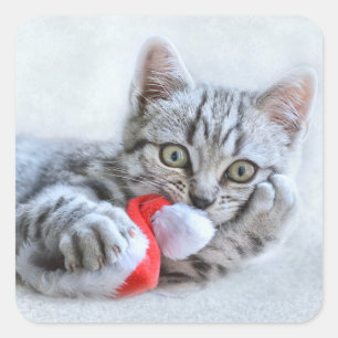 Cute Cat and Santa Claus Hat Square Sticker