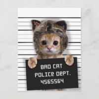Cute cat bad boy