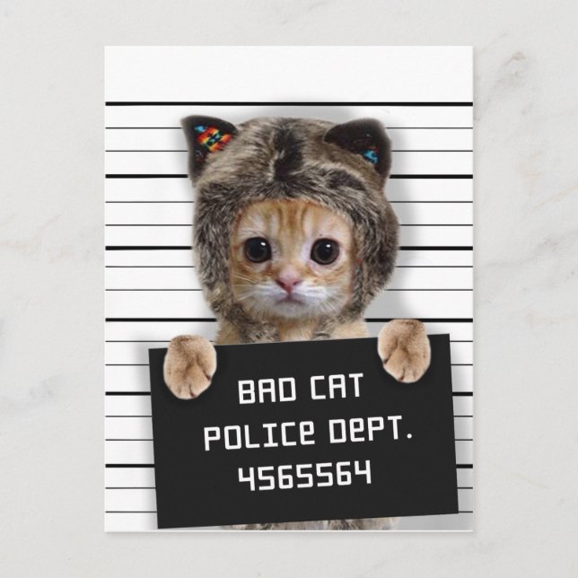 Cute cat bad boy postcard (Front)