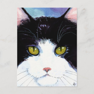 Cute cat black & white tuxedo Maine Coon postcard