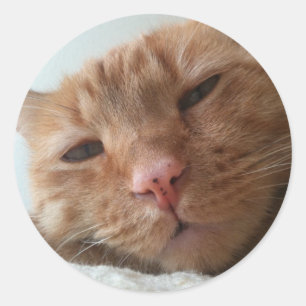 cute cat classic round sticker