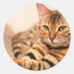 Cute Cat Classic Round Sticker, Glossy Sticker