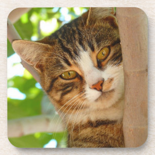 Cute Cat Climbing a Tree Coaster