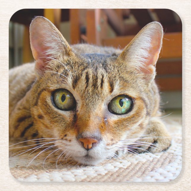 Cute Cat coasters (Front)