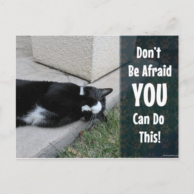 Cute Cat Do Not Be Afraid Postcard (Front)