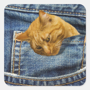 Cute cat in jeans pocket funny illusion square sticker