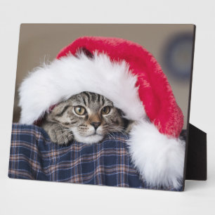 Cute cat in santa hat plaque