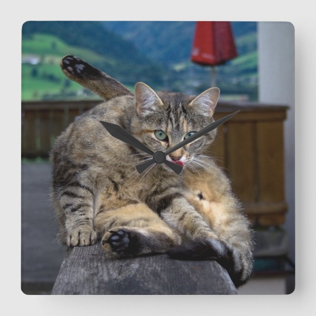 Cute Cat Interrupted While Grooming Square Wall Clock (Front)