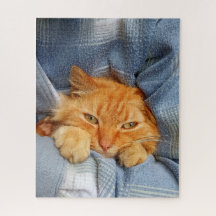 Cute cat 