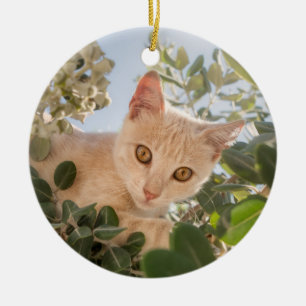 Cute Cat Kitten climbing in an Eucalyptus Tree - Ceramic Tree Decoration
