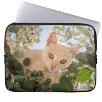 Cute Cat Kitten climbing in an Eucalyptus Tree --