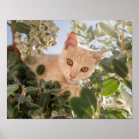 Cute Cat Kitten climbing in an Eucalyptus Tree -