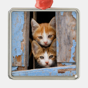 Cute Cat Kittens in a Blue Vintage Window - Metal Tree Decoration