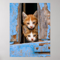 Cute Cat Kittens in a Blue Vintage Window Photo "