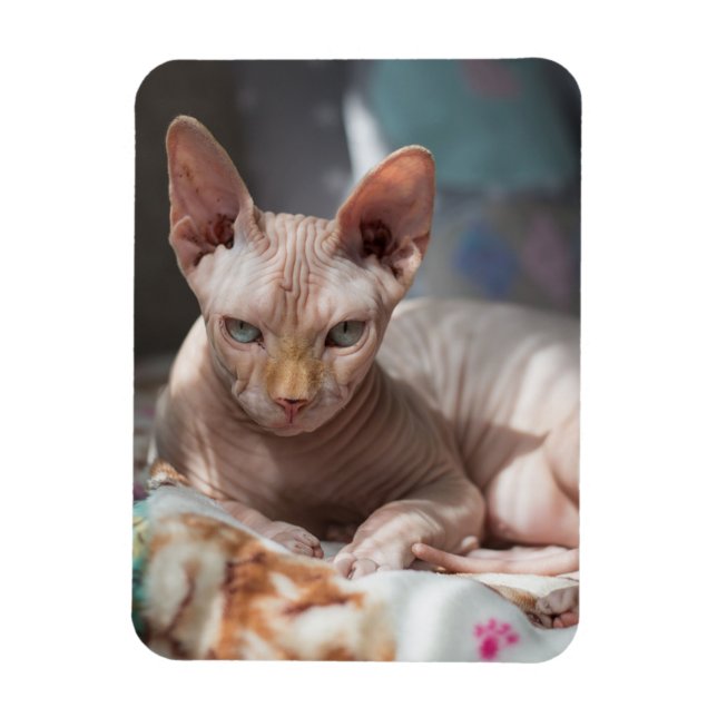 Cute Cat Lounging with no Fur Magnet (Vertical)