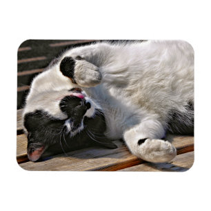 CUTE CAT MAGNET