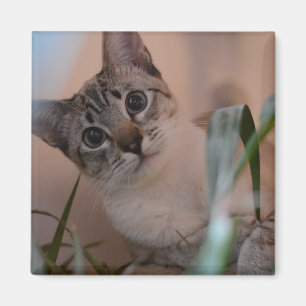 Cute Cat Photo Portrait Magnet