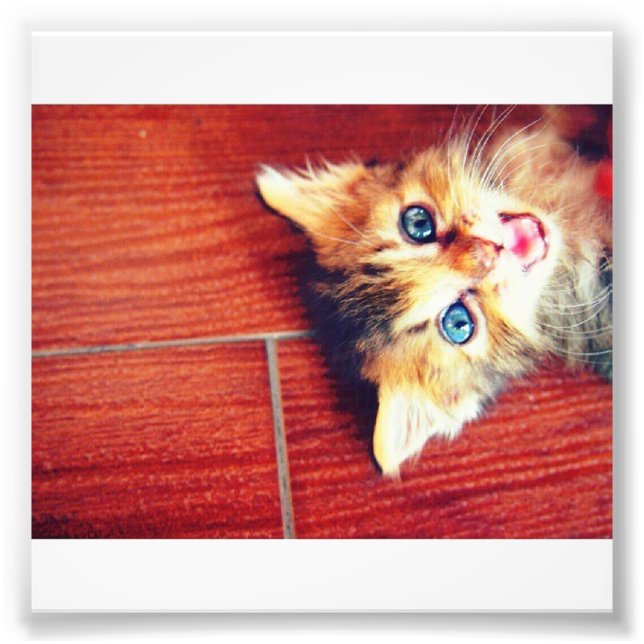 Cute cat photo print (Front)