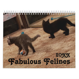 Cute Cat Photos with Fun Sayings Calendar