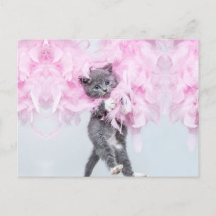 Cute Cat pink plume Postcard