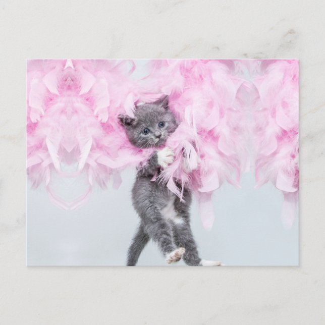 Cute Cat pink plume Postcard (Front)