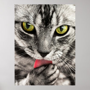 Cute Cat Portrait Poster