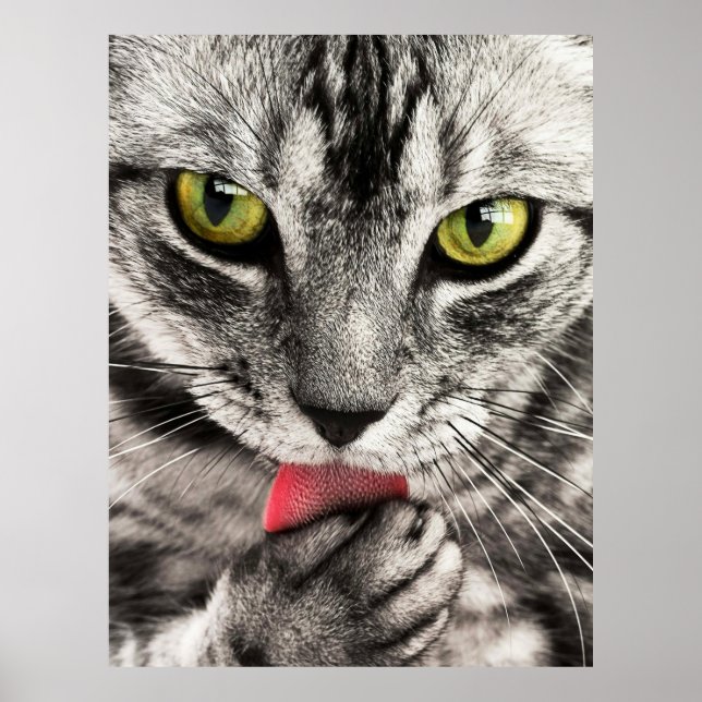 Cute Cat Portrait Poster (Front)