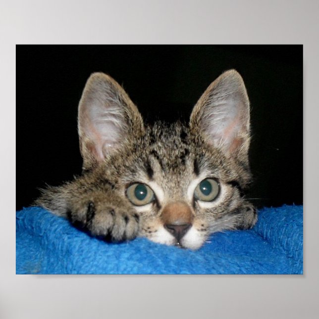 cute cat poster (Front)