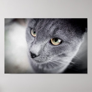 Cute cat poster