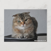 Cute cat scottish fold: how are you