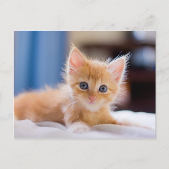Cute Cat With Blue Eyes Postcard (Front)