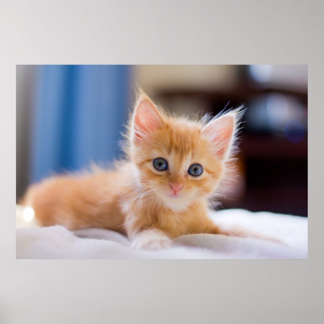 Cute Cat With Blue Eyes Poster (Front)