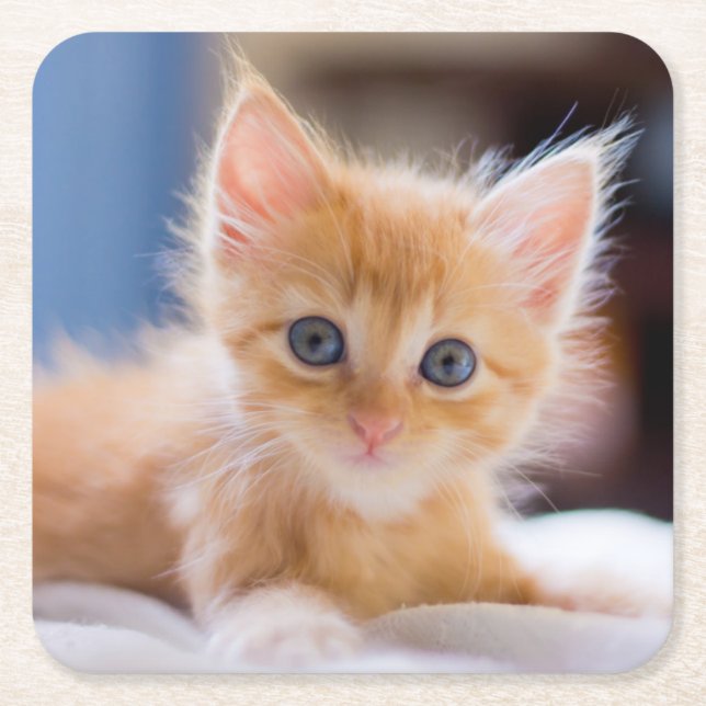 Cute Cat With Blue Eyes Square Paper Coaster (Front)