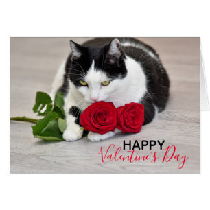 Cute cat with the red rose