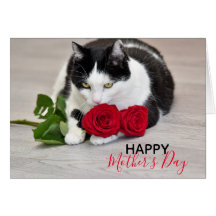 Cute cat with the red rose