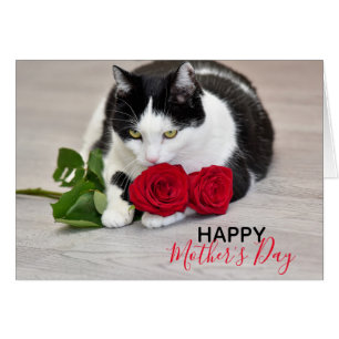 Cute cat with the red rose