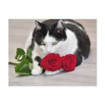 Cute cat with the red rose