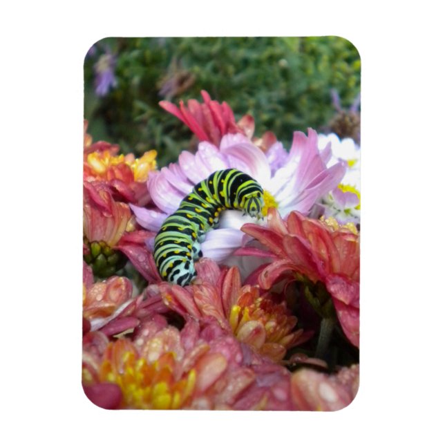 Cute Caterpillar on Bed of Mums Magnet (Vertical)