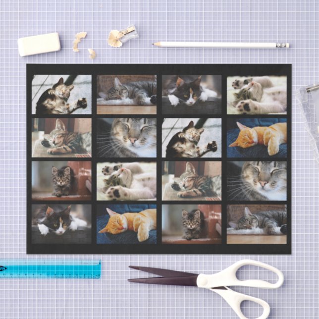 Cute Cats and Kittens Photo Template on Black Tissue Paper (Craft)