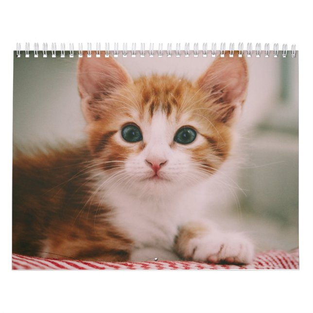 Cute Cats Simple Modern Calendar (Cover)
