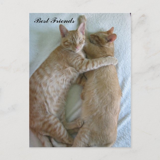 Cute cats sleeping Best Friends Postcard (Front)