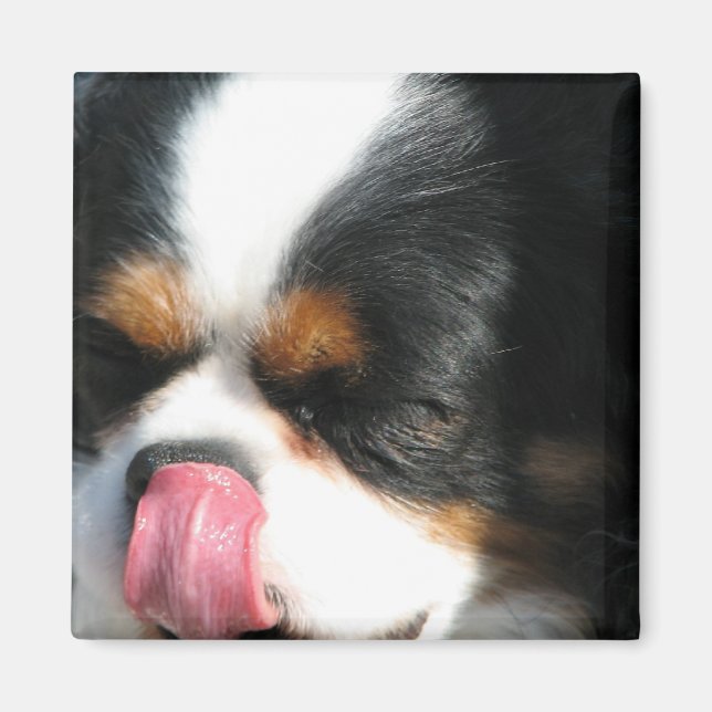Cute Cavalier Spanial Dog Magnet (Front)
