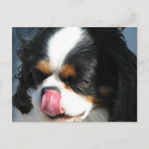 Cute Cavalier Spanial Dog Postcard