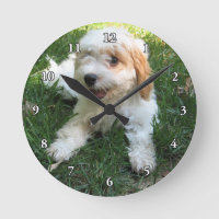 CUTE CAVAPOO PUPPY