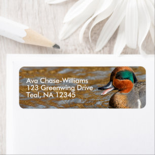 Cute Chatty Green-Winged Teal Duck at the Pond