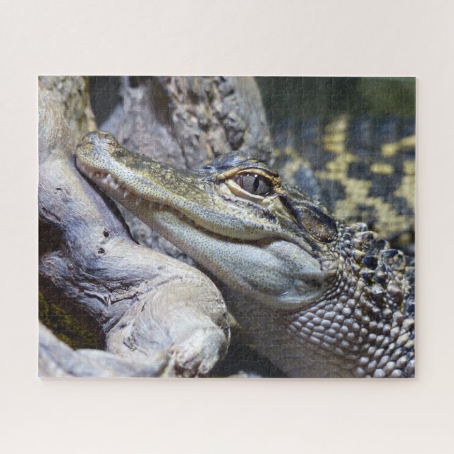 Cute Cheeky Baby Crocodile Smiling Jigsaw Puzzle (Horizontal)